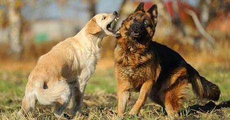 Factores que convierten el juego en agresión en parques de perros