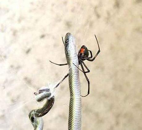 Snake-and-spider