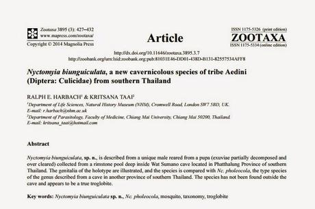 Nueva especie de díptero de cuevas en Tailandia Nueva especie de díptero de cuevas en Tailandia