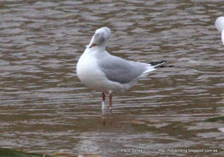 Gaviota reidora con anilla polaca Gaviota reidora con anilla polaca