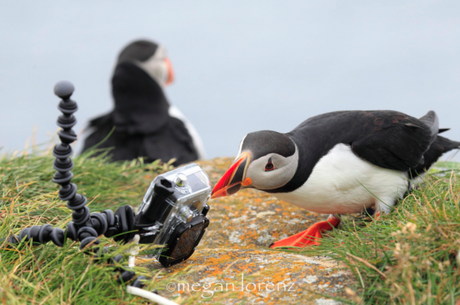 Animalitos curiosos por las cámaras fotográficas