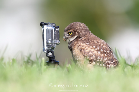 Animalitos curiosos por las cámaras fotográficas