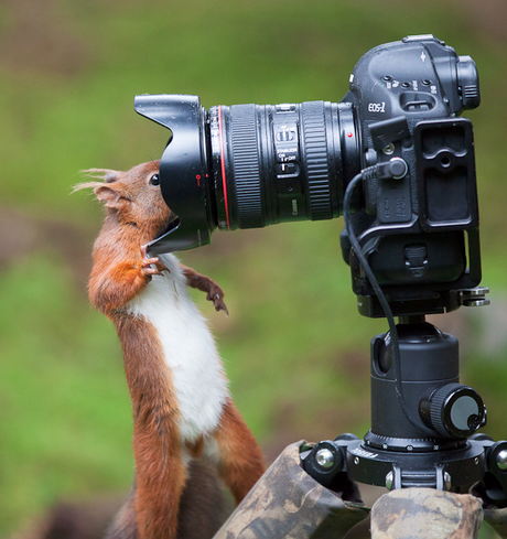 Animalitos curiosos por las cámaras fotográficas