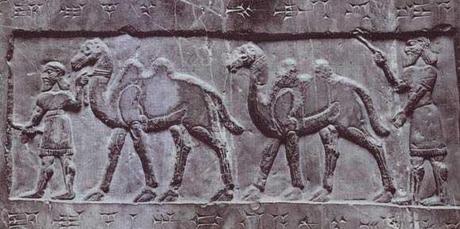 Camellos Shalmaneser
