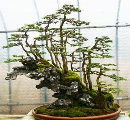 Diorama con Acers Campestres  : 2- Algunas ideas