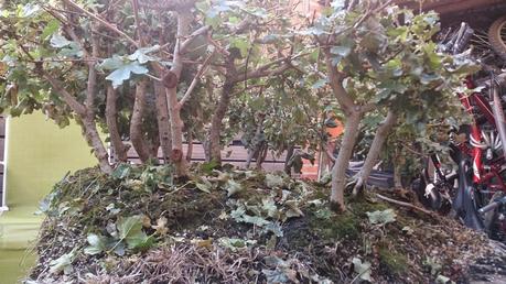 Diorama con Acers Campestres : 6 preparando el bosque Diorama con Acers Campestres : 6 preparando el bosque