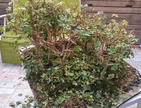 Diorama con Acers Campestres : 6 preparando el bosque Diorama con Acers Campestres : 6 preparando el bosque