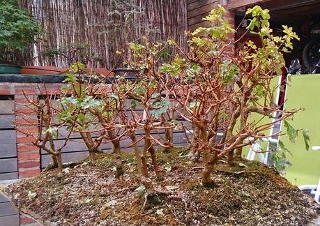 Diorama con Acers Campestres : 6 preparando el bosque Diorama con Acers Campestres : 6 preparando el bosque