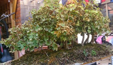 Diorama con Acers Campestres : 6 preparando el bosque Diorama con Acers Campestres : 6 preparando el bosque