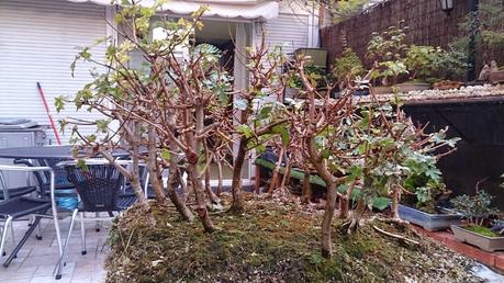 Diorama con Acers Campestres : 6 preparando el bosque Diorama con Acers Campestres : 6 preparando el bosque