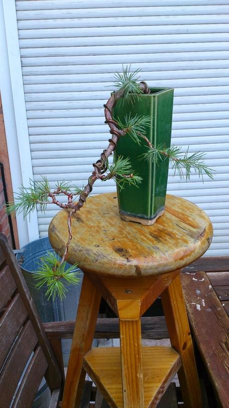 Formando un pino en cascada Formando un pino en cascada