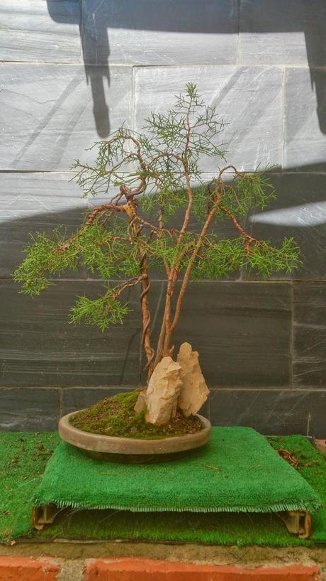 Repaso de verano a los bonsais 3 : Las coniferas y alguno mas. Repaso de verano a los bonsais 3 : Las coniferas y alguno mas.