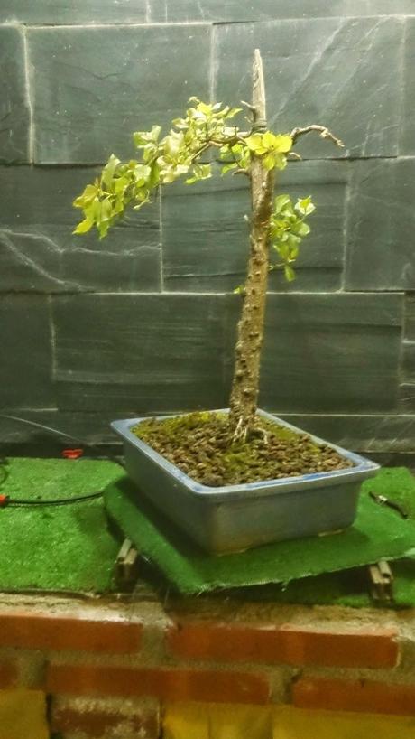 Álamo negro, Chopo Negro - Populus nigra Álamo negro, Chopo Negro - Populus nigra