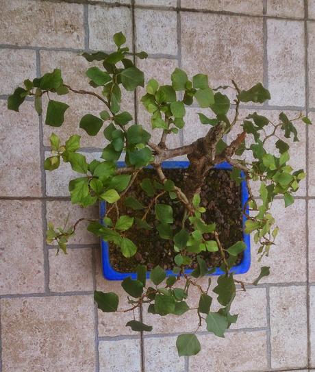 Álamo negro, Chopo Negro - Populus nigra Álamo negro, Chopo Negro - Populus nigra