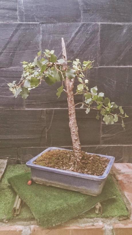 Álamo negro, Chopo Negro - Populus nigra Álamo negro, Chopo Negro - Populus nigra