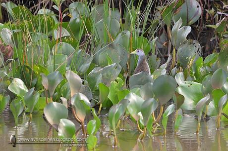 Pollona celeste ( Azure Gallinule) Porphyrio flavirostris