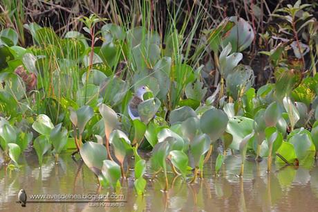 Pollona celeste ( Azure Gallinule) Porphyrio flavirostris