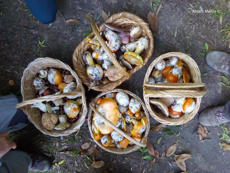 Seta de los cesares (Amanita caesarea) Seta de los cesares (Amanita caesarea)
