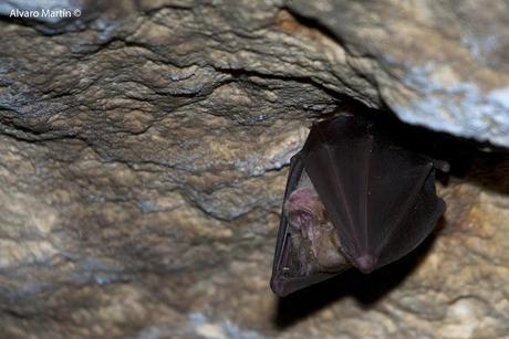 Los habitantes de la cueva de la paja Los habitantes de la cueva de la paja