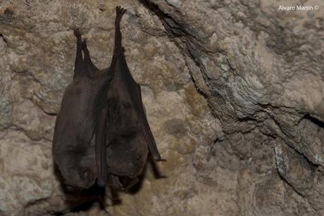 Los habitantes de la cueva de la paja Los habitantes de la cueva de la paja