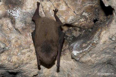 Los habitantes de la cueva de la paja Los habitantes de la cueva de la paja