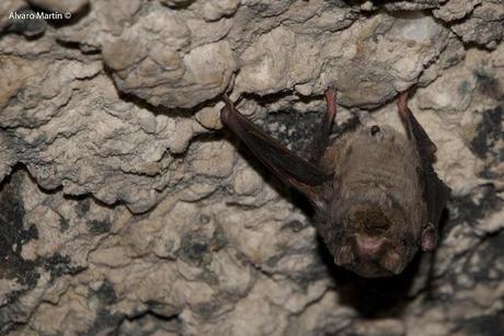 Los habitantes de la cueva de la paja Los habitantes de la cueva de la paja