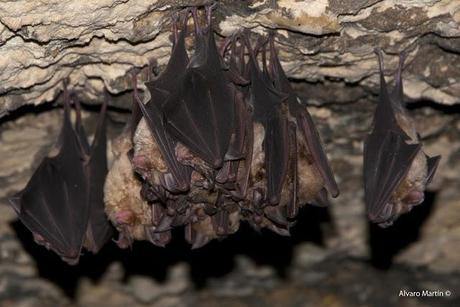 Los habitantes de la cueva de la paja Los habitantes de la cueva de la paja