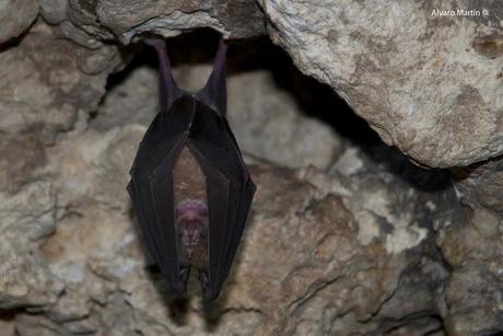 Los habitantes de la cueva de la paja Los habitantes de la cueva de la paja
