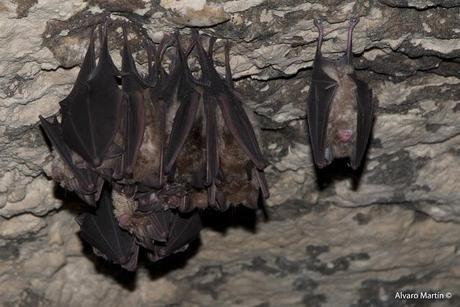 Los habitantes de la cueva de la paja Los habitantes de la cueva de la paja