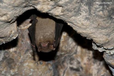 Los habitantes de la cueva de la paja Los habitantes de la cueva de la paja