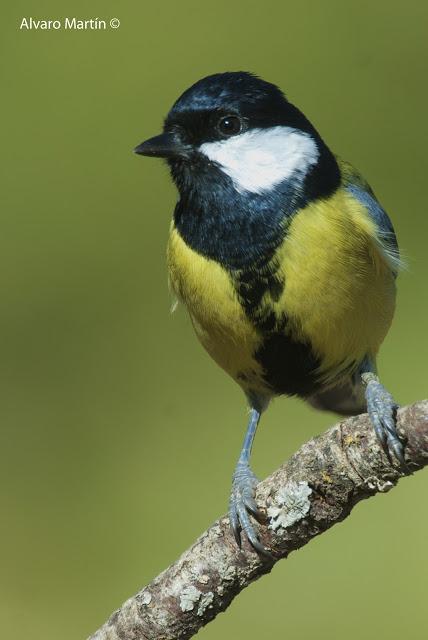 Carbonero común (Parus major) Carbonero común (Parus major)
