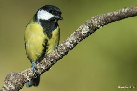 Carbonero común (Parus major) Carbonero común (Parus major)