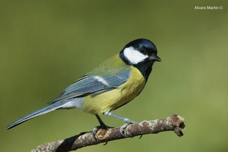 Carbonero común (Parus major) Carbonero común (Parus major)
