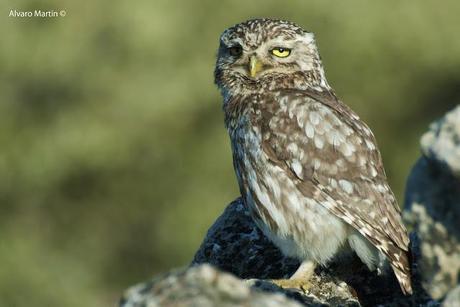 El mochuelo (Athene noctua) Segoviano 2 El mochuelo (Athene noctua) Segoviano 2