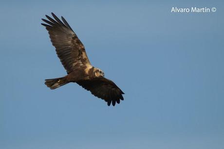 Embalse de Arrocampo, Saucedilla (Caceres) Embalse de Arrocampo, Saucedilla (Caceres)