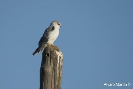 Embalse de Arrocampo, Saucedilla (Caceres) Embalse de Arrocampo, Saucedilla (Caceres)