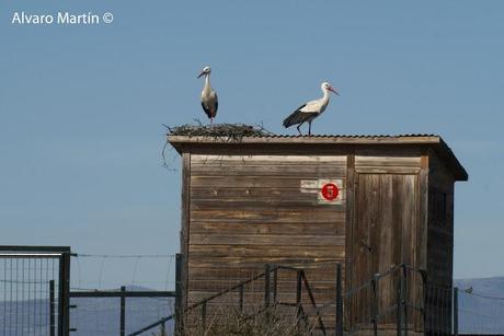 Embalse de Arrocampo, Saucedilla (Caceres) Embalse de Arrocampo, Saucedilla (Caceres)