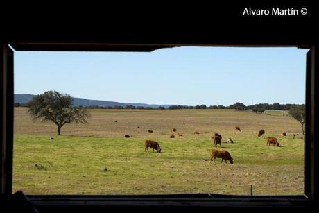 Embalse de Arrocampo, Saucedilla (Caceres) Embalse de Arrocampo, Saucedilla (Caceres)