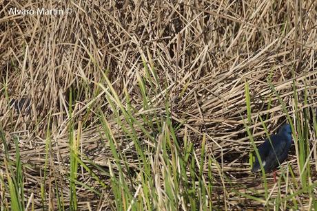 Embalse de Arrocampo, Saucedilla (Caceres) Embalse de Arrocampo, Saucedilla (Caceres)
