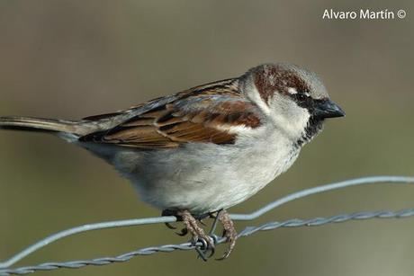 Embalse de Arrocampo, Saucedilla (Caceres) Embalse de Arrocampo, Saucedilla (Caceres)