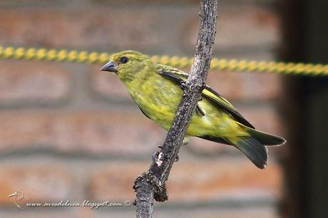 Cabecitanegra común (Hooded Siskin) Sporagra magellanica