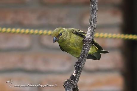 Cabecitanegra común (Hooded Siskin) Sporagra magellanica