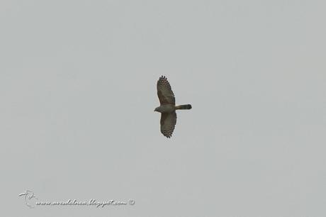 Milano de corbata (Rufous-thighed Kite) Harpagus diodon