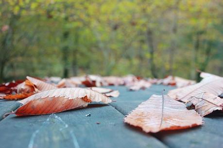 Autumn memories Autumn memories