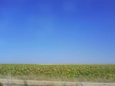 Campos de Castilla