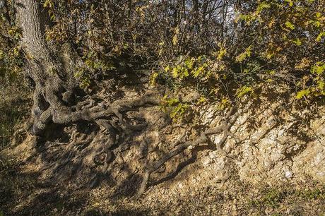 Mogrovejo, bajo los Picos Mogrovejo, Cantabria