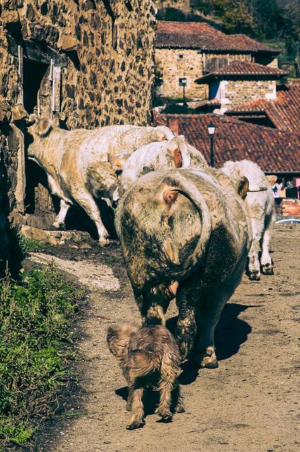 Mogrovejo, bajo los Picos Mogrovejo, Cantabria