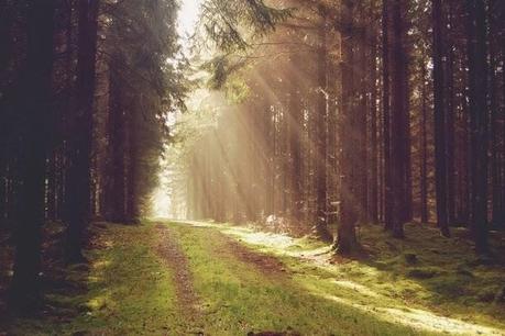 Fauna y Flora, nordic charm Fauna y Flora, nordic charm