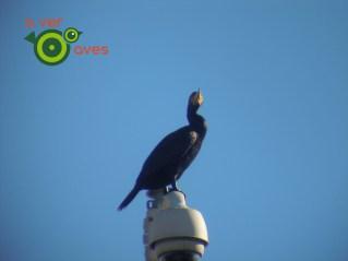 Árboles en Navidad con regalos a cero euros. Son para ti xxxxxxxxxxx