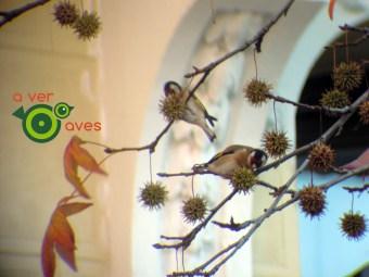 Árboles en Navidad con regalos a cero euros. Son para ti xxxxxxxx